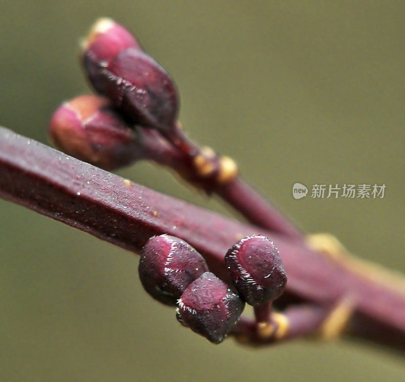 阿伯利菲勒姆 ・ 迪斯特胡姆